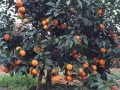 柑橘琥珀香熏多少錢一盒（琥珀紅柑茶）