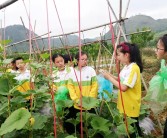 凱里柑橘種植技術(shù)視頻教程_貴州農(nóng)民應(yīng)該往哪方面種植才有發(fā)展前途