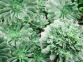 西南光柑橘品種簡介：產(chǎn)地優(yōu)勢、優(yōu)質(zhì)特性與栽培技術解析