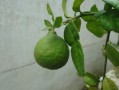 剛種柑橘苗葉黃會(huì)生新葉嗎？黃葉原因與復(fù)綠措施全解析