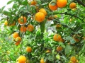 橘子種子發(fā)芽后怎么養(yǎng)殖（橘子籽 發(fā)芽）