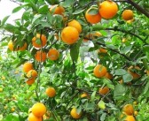 橘子種子發(fā)芽后怎么養(yǎng)殖（橘子籽 發(fā)芽）