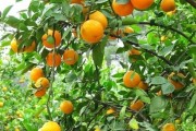 盈香園春見柑橘：春日豐收季的甜蜜自然饋贈(zèng)