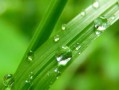 怎樣辨別沃柑有沒有泡藥水（怎么辨別泡過農(nóng)藥的沃柑）