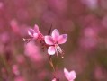 四川愛媛38號橙子特大果大號新鮮現(xiàn)摘，果徑80mm+汁多爆甜，產(chǎn)地直發(fā)當季大果