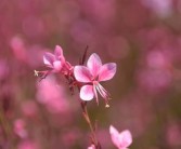 四川愛媛38號橙子特大果大號新鮮現(xiàn)摘，果徑80mm+汁多爆甜，產(chǎn)地直發(fā)當(dāng)季大果