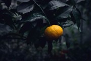 柑橘花前補(bǔ)硼還加什么藥效果好（柑橘花前補(bǔ)硼還加什么藥效果好呢）