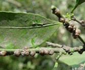 柑橘秋季管理病蟲害防治_柑橘嫁接苗的管理如何進(jìn)行
