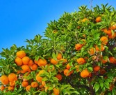 開花之前開花后和收獲前（皇帝柑什么時(shí)候噴保果藥）