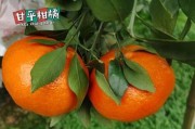 川津1號缺點什么？深度解析其技術(shù)短板與用戶需求失衡現(xiàn)狀