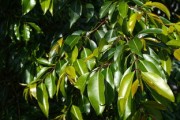 柑橘新葉子發(fā)黃怎么回事？原因分析與防治方法全解析