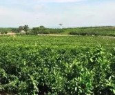 沼渣種柑橘種植技術(shù)_在溫室大棚里種植什么東西最賺錢