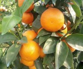 湖南蜜桔種植基地（湖南哪里種蜜桔）