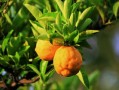 黃龍病柑橘產(chǎn)業(yè)危害有哪些？深度解析其對農(nóng)業(yè)經(jīng)濟(jì)與生態(tài)安全的雙重威脅
