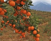 四川眉山愛媛果凍橙（愛媛果凍橙的種植特點(diǎn)及種植價(jià)值）
