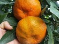 椪柑管理技術(shù)要點(diǎn)（椪柑的管理技術(shù)）