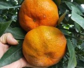 耙耙柑含有豐富的營(yíng)養(yǎng)（這些壞處你都知道嗎）
