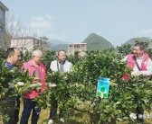 柑橘病蟲(chóng)害田間調(diào)查報(bào)告_百香果有病蟲(chóng)害怎么解決