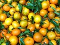 柑橘種植技術(shù)水肥管理（柑桔專用肥系列）