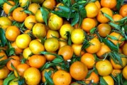 柑橘種植技術(shù)水肥管理（柑桔專用肥系列）