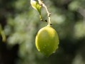 正宗四川柑桔樹苗：優(yōu)質(zhì)高產(chǎn)良種，產(chǎn)地直供，成活率高保障