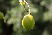 正宗四川柑桔樹苗：優(yōu)質(zhì)高產(chǎn)良種，產(chǎn)地直供，成活率高保障