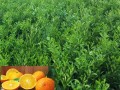 現(xiàn)在沃柑口感怎么樣（沃柑質(zhì)量好差在哪里）