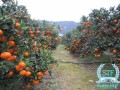 年前栽種柑橘苗到現(xiàn)在沒(méi)發(fā)芽怎么辦（一年的柑橘苗怎么施肥和管理）