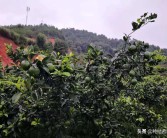 柑橘秋季病蟲害防治技術(shù)_桂花的蟲病害及防治技巧有哪些