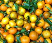 東方紅柑橘種植技術(shù)視頻播放（東方紅是柑子還是桔子）