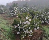 園樂(lè)收春見柑橘種植技術(shù)_耙耙柑農(nóng)藥多嗎
