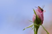 沃柑種下多久開花結(jié)果（沃柑種下多久可以施肥）