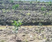 重慶江津地區(qū)柑橘種植技術_柑橘中最好吃的是哪個品種