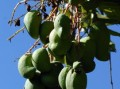 橘子樹(shù)盆栽種植技術(shù)管理方案（橘子樹(shù) 盆栽）