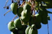橘子樹盆栽種植技術管理方案（橘子樹 盆栽）
