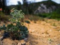 柑橘適合種植在什么地方？解析最佳地理環(huán)境條件