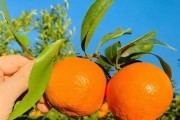 臨海市涌泉萬畝柑桔示范園：探索＂三產(chǎn)融合＂助推鄉(xiāng)村振興新路徑