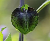 柑橘病害生物防治措施（柑橘病害防治與用藥）