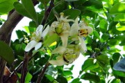 柑橘烏云說(shuō)話：仲夏夜的血色謎語(yǔ)與無(wú)聲告白
