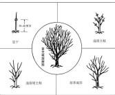 柑橘種植技術(shù)創(chuàng)新人才團(tuán)隊(duì)_怎么對現(xiàn)有的柑橘樹
