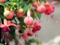 晴姬雜柑缺點(diǎn)深度剖析：果農(nóng)必知的5大種植隱患與應(yīng)對(duì)方案