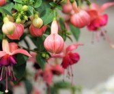 晴姬雜柑缺點(diǎn)深度剖析：果農(nóng)必知的5大種植隱患與應(yīng)對(duì)方案