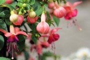 晴姬雜柑缺點深度剖析：果農必知的5大種植隱患與應對方案
