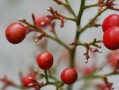 柑果核果漿果瓠果屬什么植物？植物學(xué)分類解析
