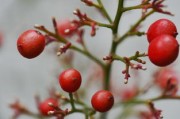 柑果核果漿果瓠果屬什么植物？植物學(xué)分類解析