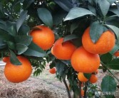 象山紅美人柑橘病蟲(chóng)害_什么品種的發(fā)展趨勢(shì)比較好