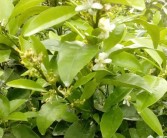 柑橘種植技術(shù)?；ū９鸰柑橘幼果轉(zhuǎn)綠慢怎么辦