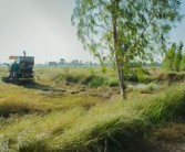 四川平泉荷橋村柑橘基地喜迎豐收，打造鄉(xiāng)村振興特色產(chǎn)業(yè)示范區(qū)