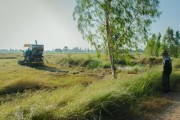 四川平泉荷橋村柑橘基地喜迎豐收，打造鄉(xiāng)村振興特色產(chǎn)業(yè)示范區(qū)