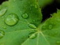 丑柑病蟲害管理（丑柑種植技術(shù)）